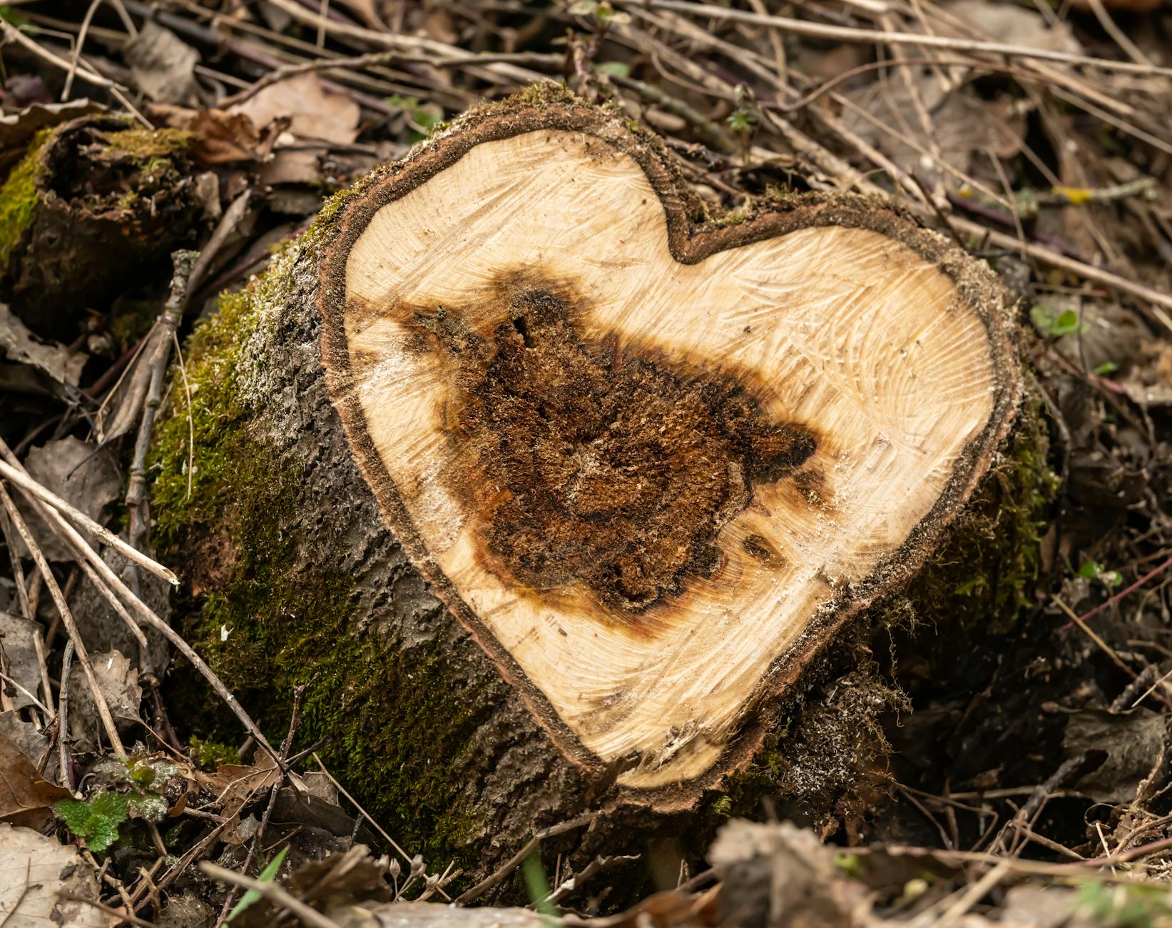 heart shape tree stump