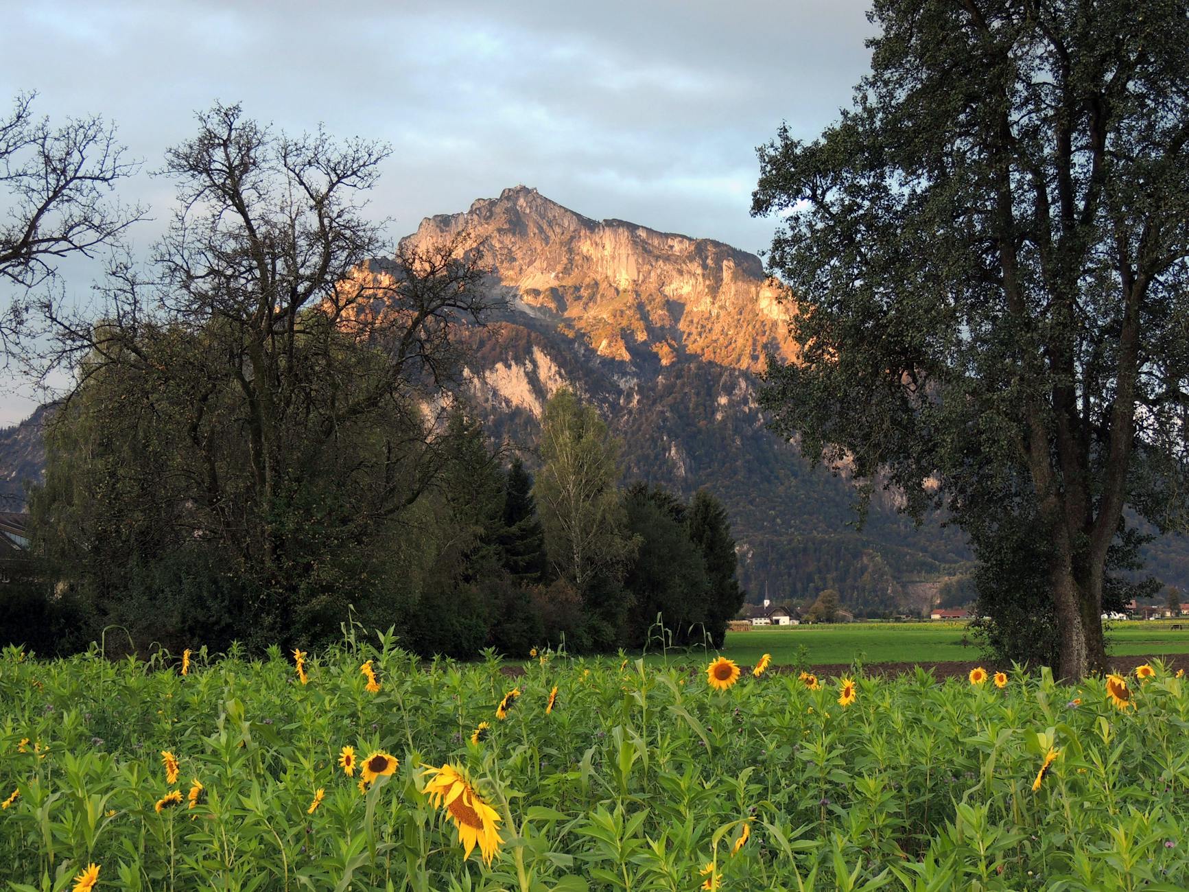 sunlit mountain and sunflower field in anif salzburg